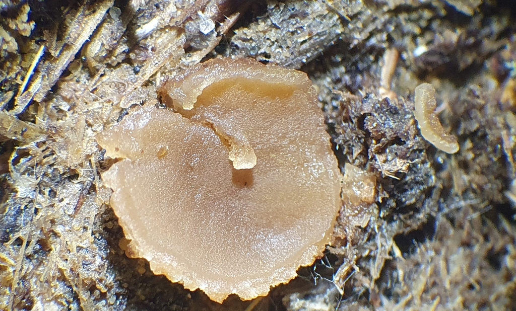 Peziza fimeti