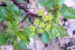 Thaspium trifoliatum