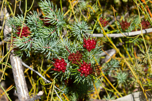 Darwinia pinifolia, photograph 6