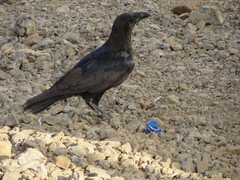 Corvus edithae