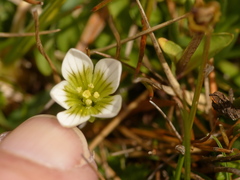 Gentianella limoselloides