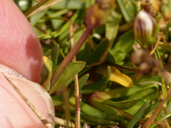 Gentianella limoselloides