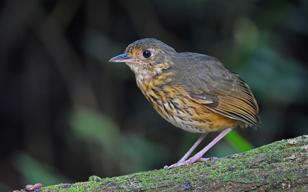 Amazonian Antpitta photo