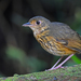 Amazonian Antpitta - Photo (c) Christoph Moning, some rights reserved (CC BY), uploaded by Christoph Moning