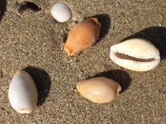 Naria spurca