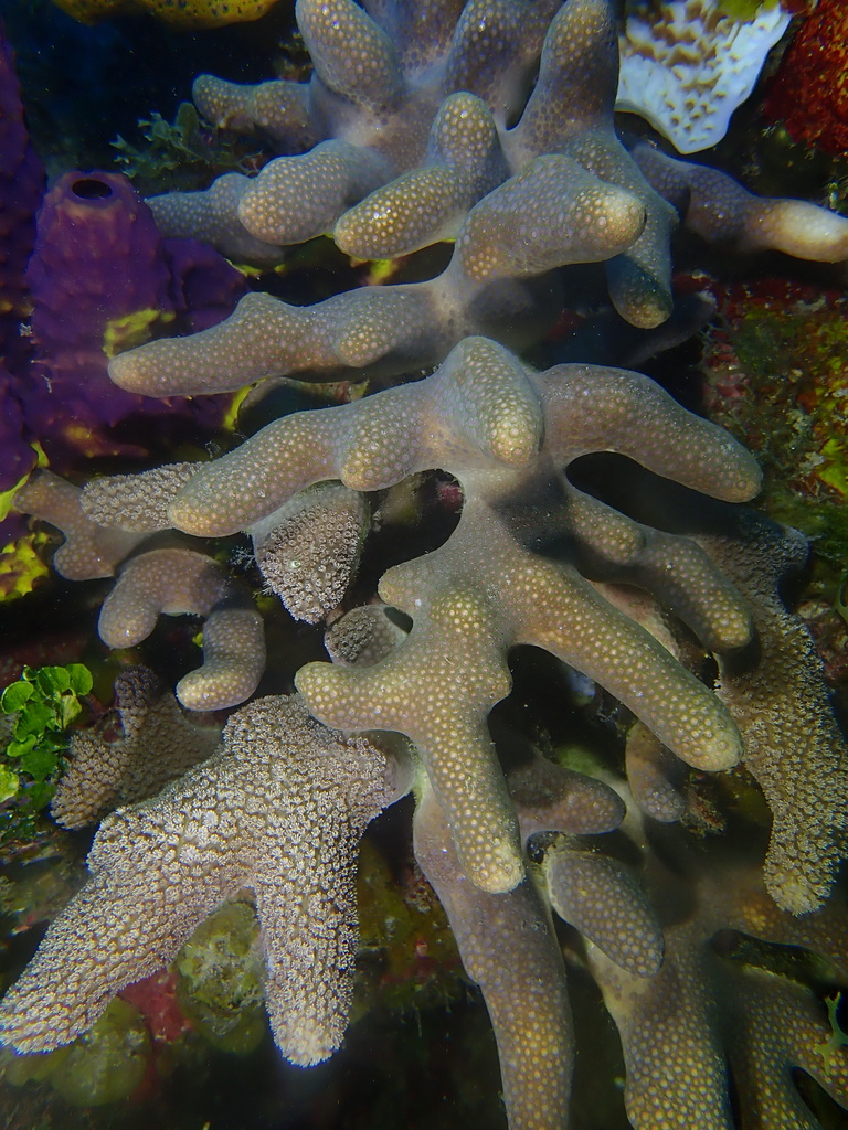 Branched Finger Coral