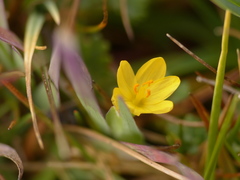 Sisyrinchium palustre