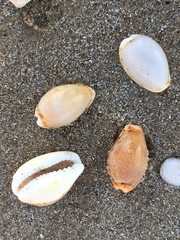 Naria spurca