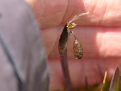 Sisyrinchium palustre