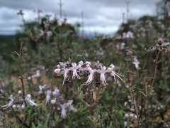 Ocimum burchellianum