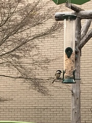 Poecile carolinensis