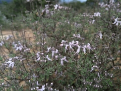 Ocimum burchellianum