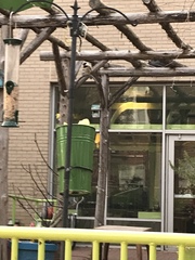 Poecile carolinensis