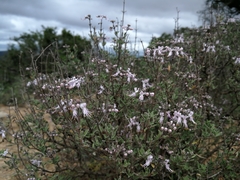 Ocimum burchellianum