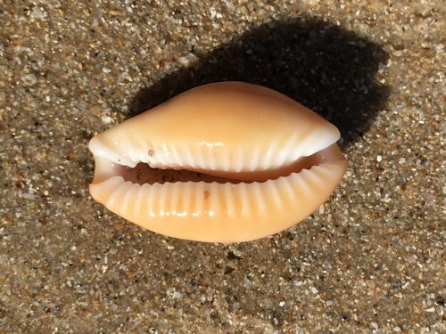 Spotted Cowrie
