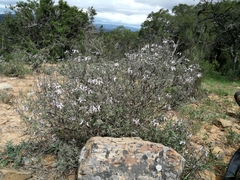 Ocimum burchellianum