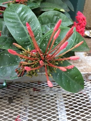 Ixora coccinea