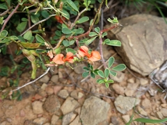 Indigofera sessilifolia