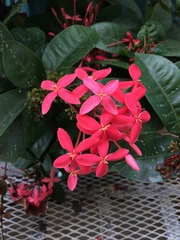 Ixora coccinea