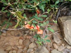 Indigofera sessilifolia