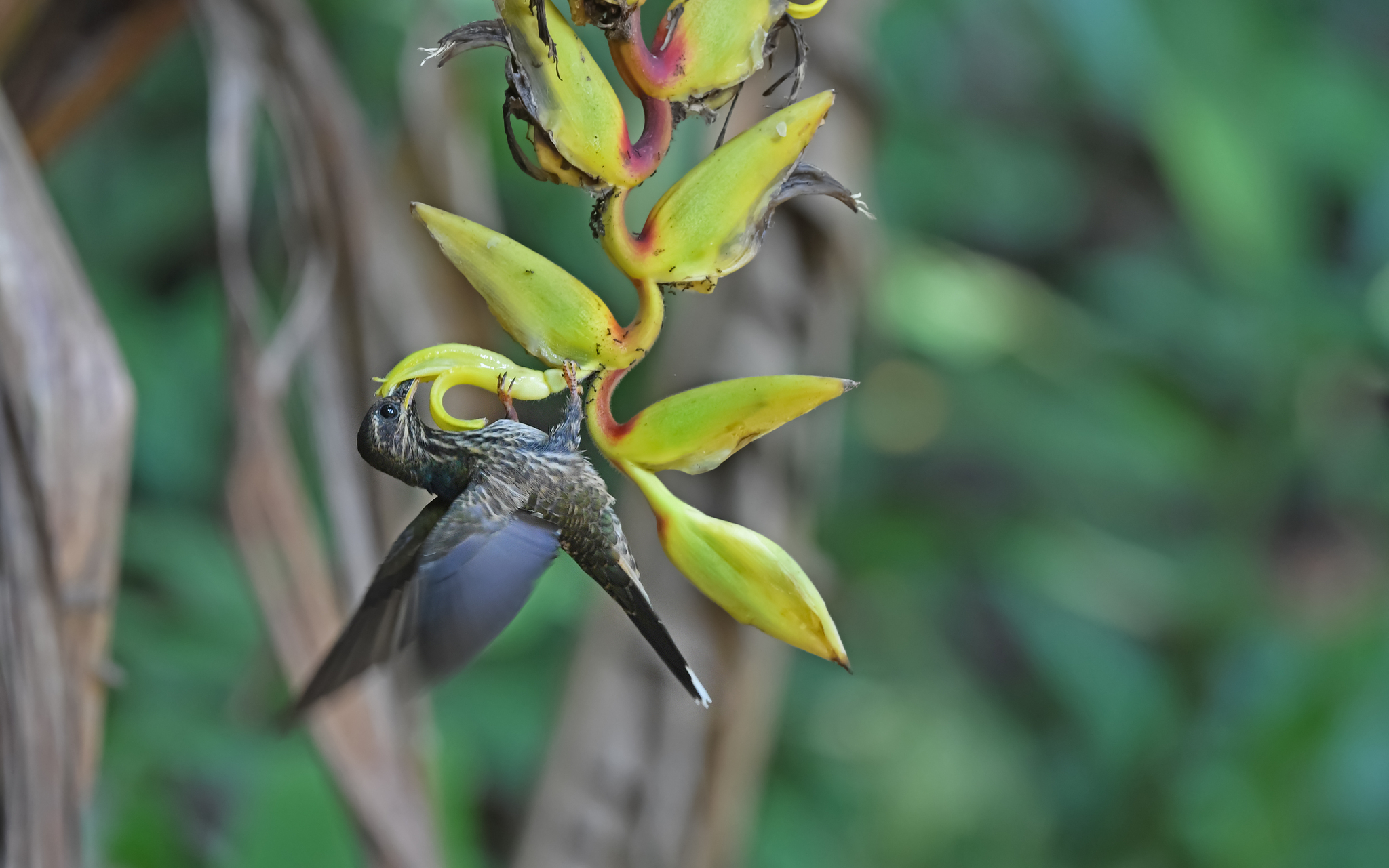 Buff-tailed Sicklebill (Eutoxeres condamini), photo 3