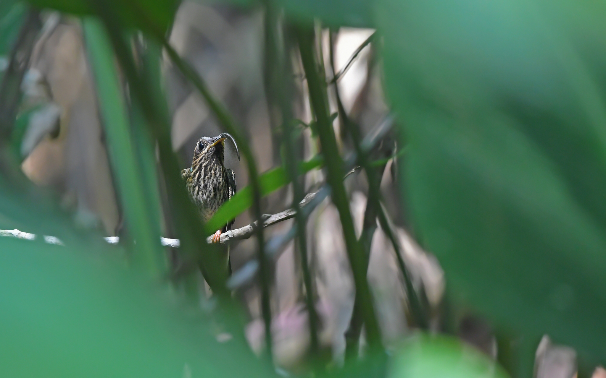 Buff-tailed Sicklebill (Eutoxeres condamini), photo 6