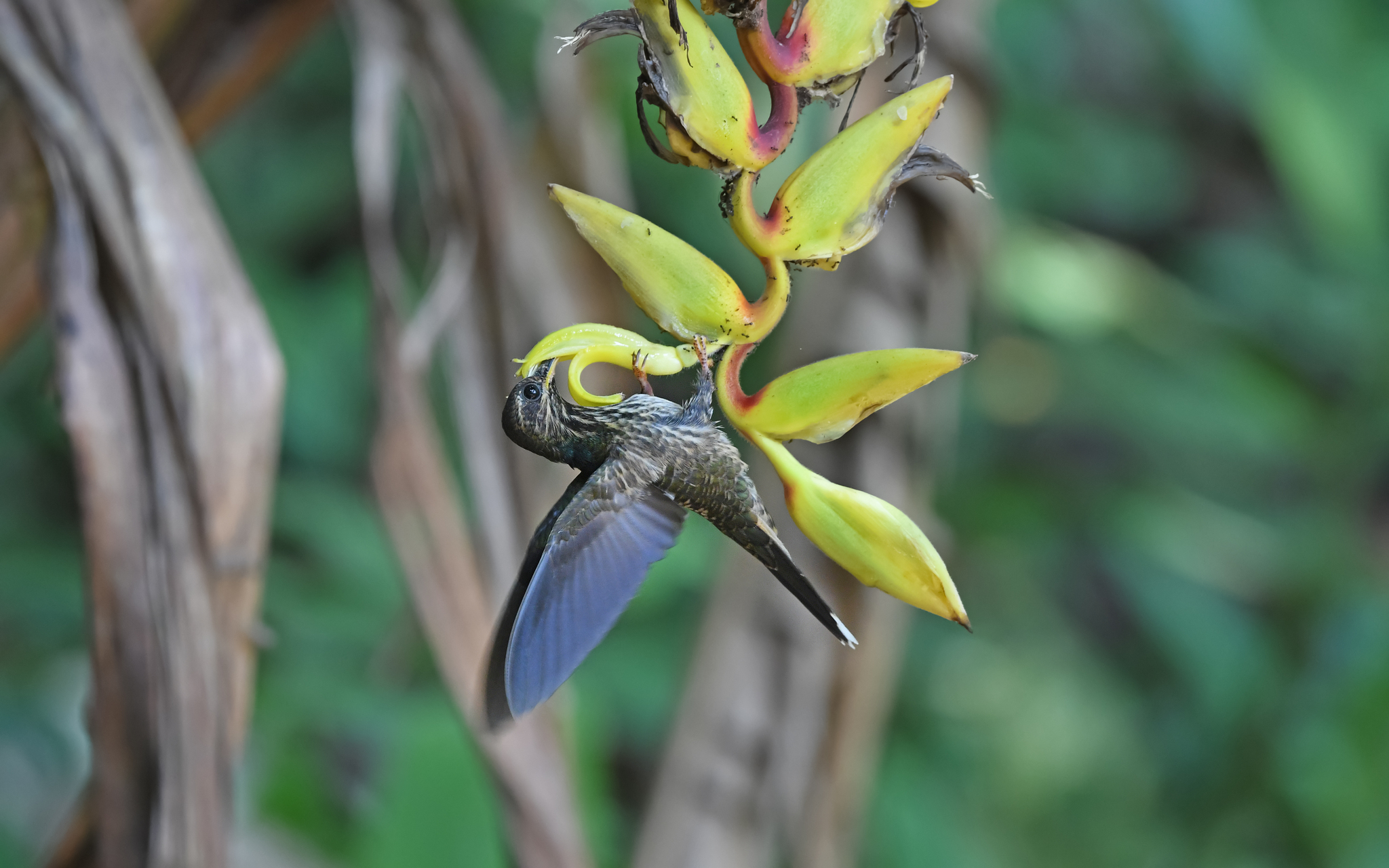 Buff-tailed Sicklebill (Eutoxeres condamini), photo 5
