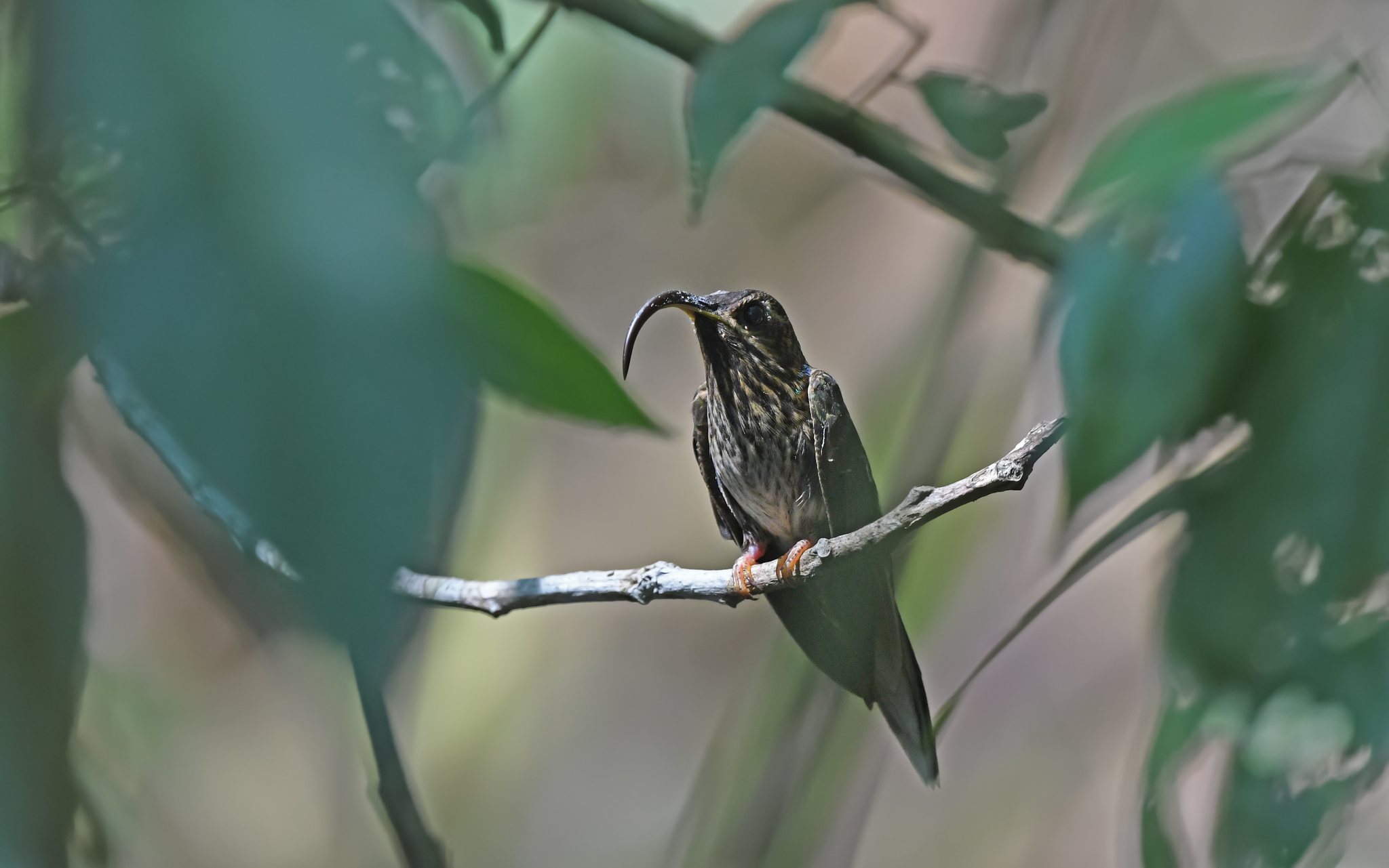 Buff-tailed Sicklebill (Eutoxeres condamini), photo 7