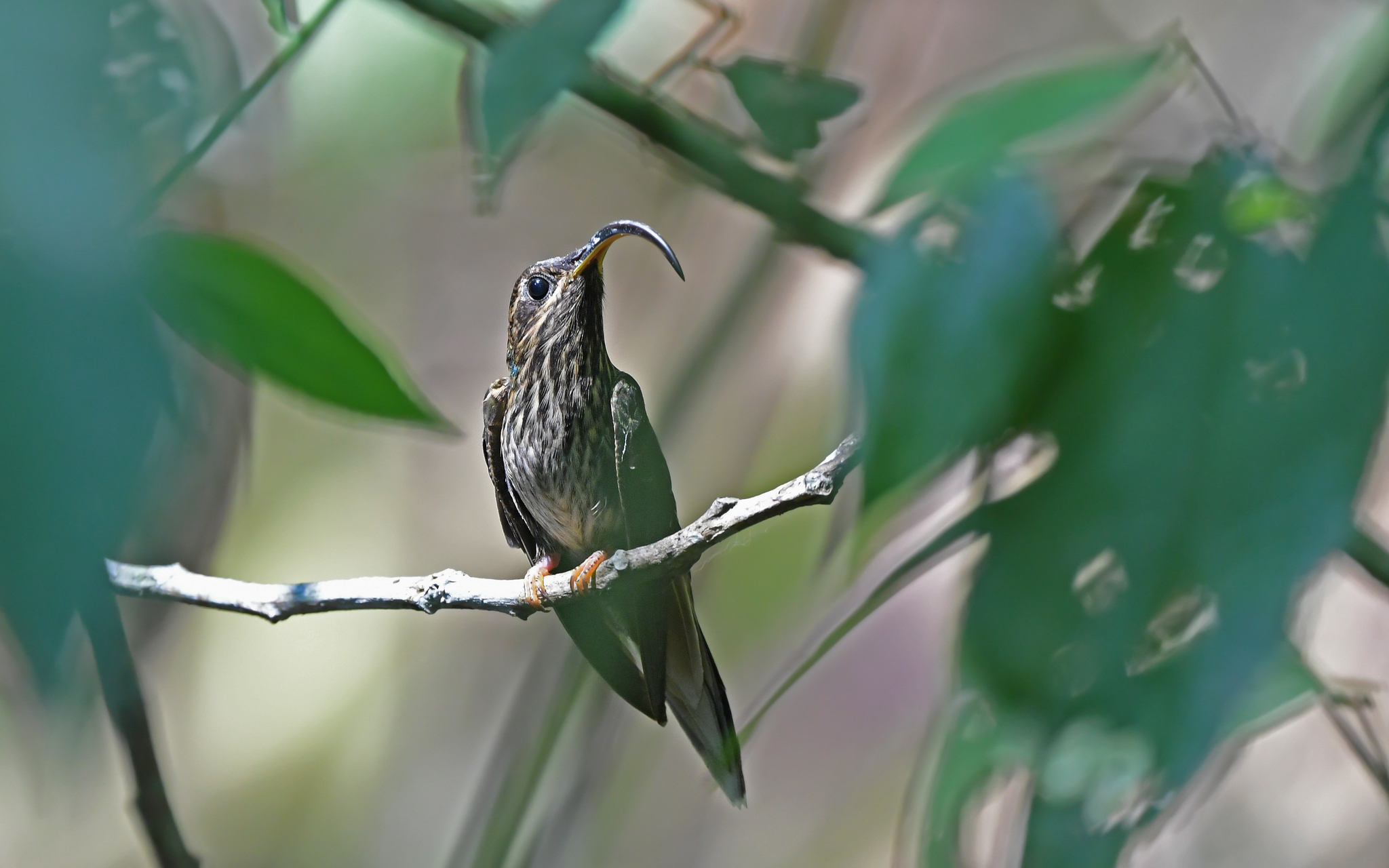 Buff-tailed Sicklebill (Eutoxeres condamini), photo 8