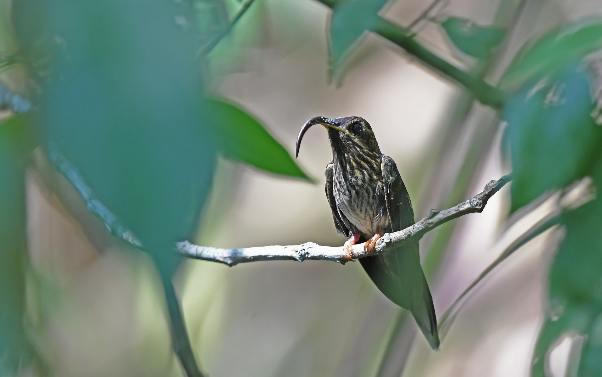 Buff-tailed Sicklebill (Eutoxeres condamini), photo 9