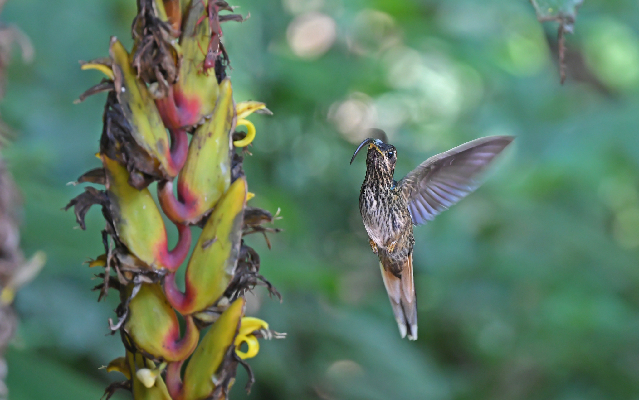 Buff-tailed Sicklebill (Eutoxeres condamini), photo 10
