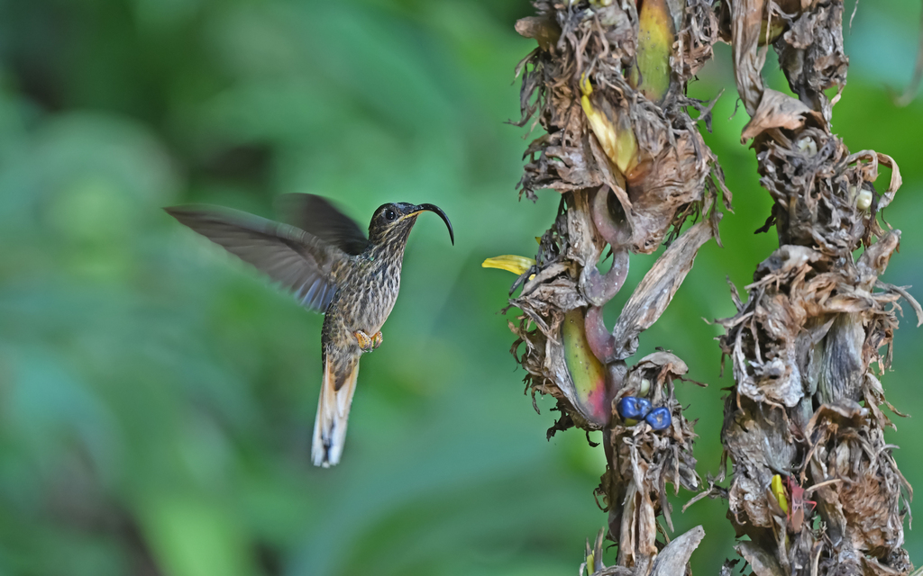 Buff-tailed Sicklebill (Eutoxeres condamini) photo