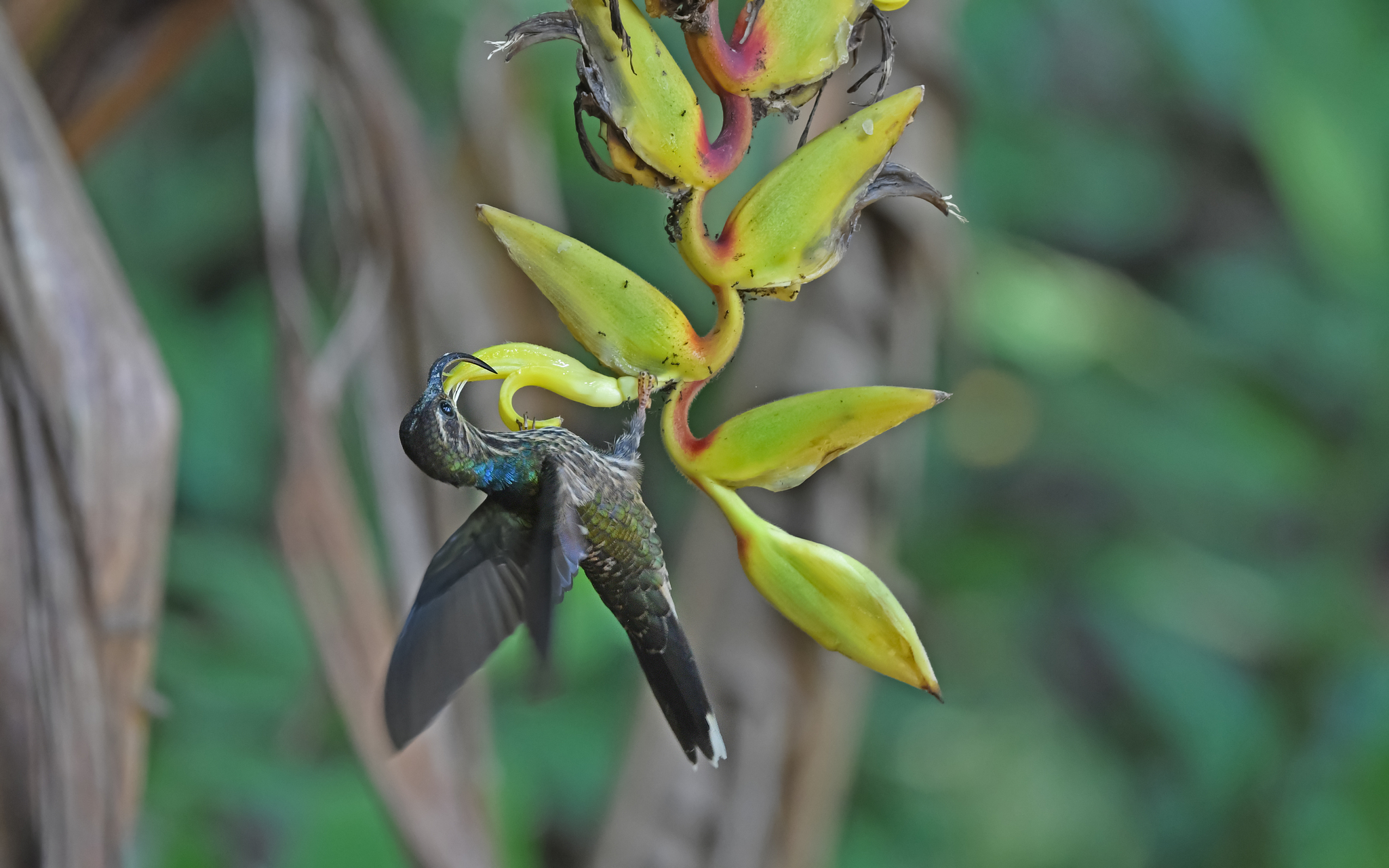 Buff-tailed Sicklebill (Eutoxeres condamini), photo 4