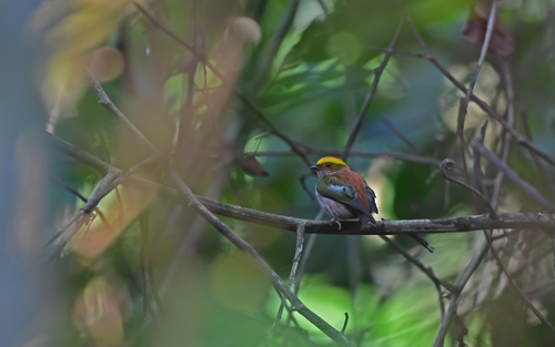 Fiery-capped Manakin (Machaeropterus pyrocephalus), photo 9