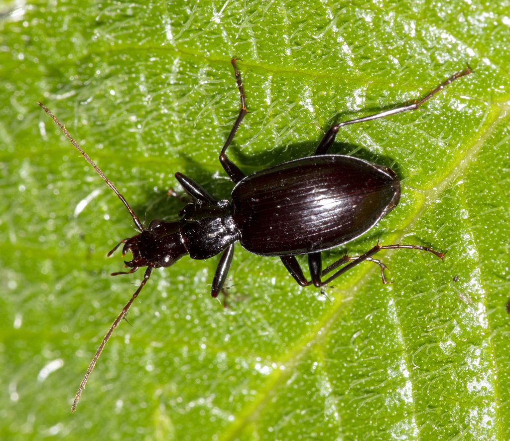 Glyptolenoides