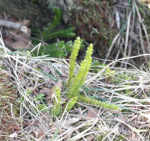 Jeju Clubmoss (Huperzia jejuensis)