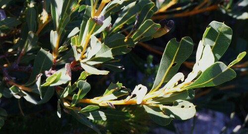 Image of Banksia oreophila by (c) Greg Tasney, some rights reserved (CC BY-SA)