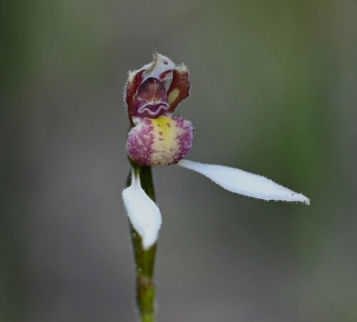 Eriochilus valens