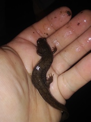Desmognathus kanawha