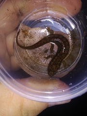 Desmognathus kanawha