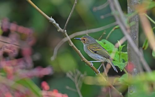 Rusty-fronted Tody-Flycatcher (Poecilotriccus latirostris), photo 7