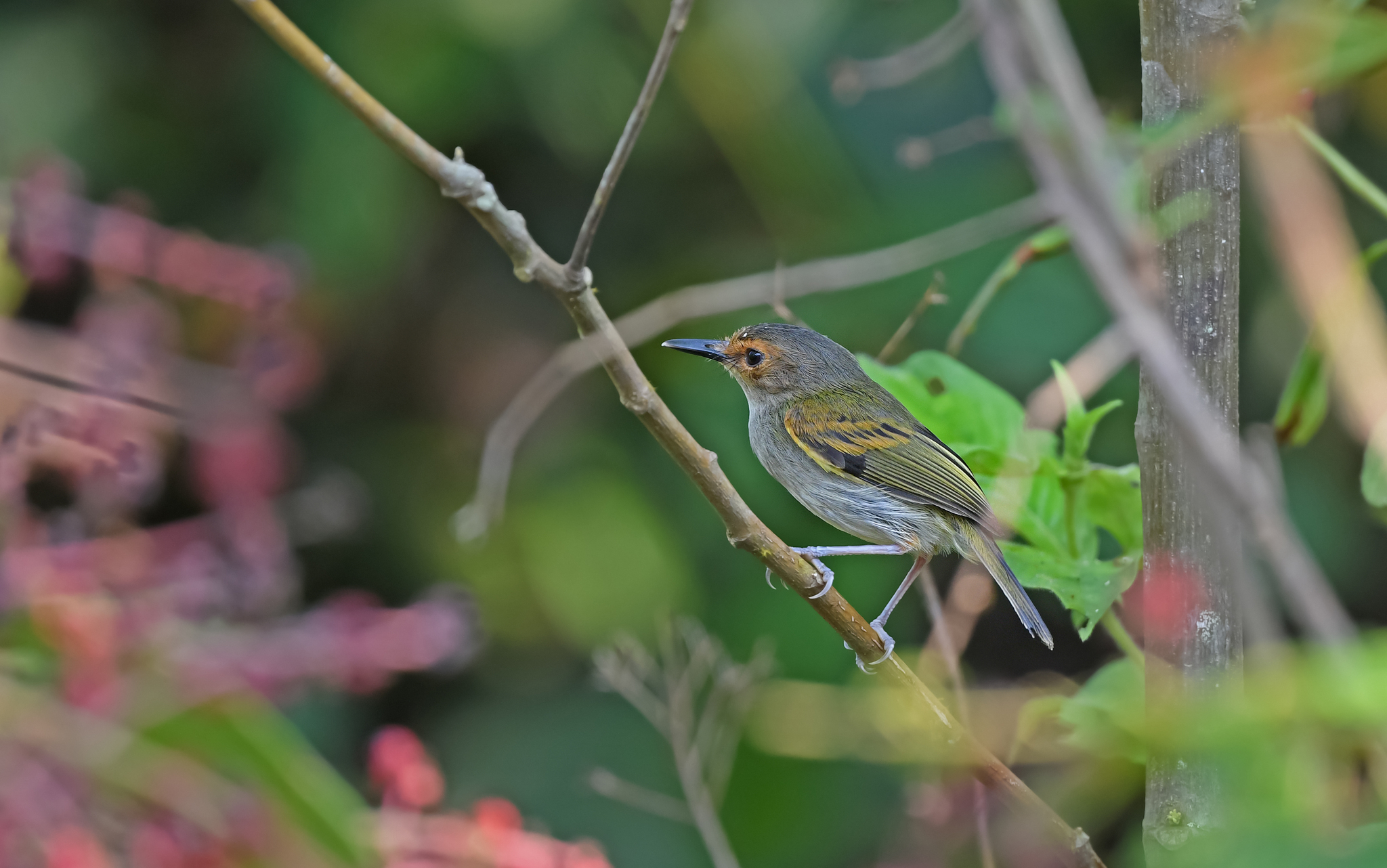 Rusty-fronted Tody-Flycatcher (Poecilotriccus latirostris), photo 7