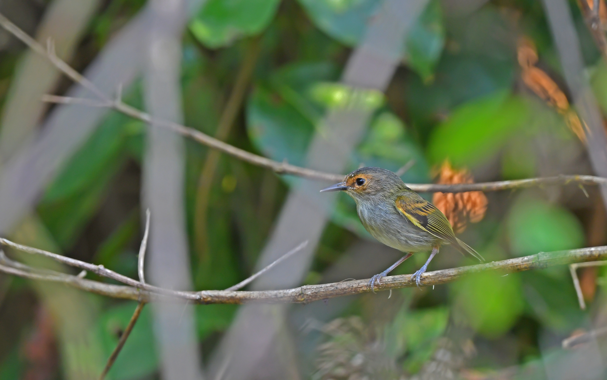 Rusty-fronted Tody-Flycatcher (Poecilotriccus latirostris), photo 6