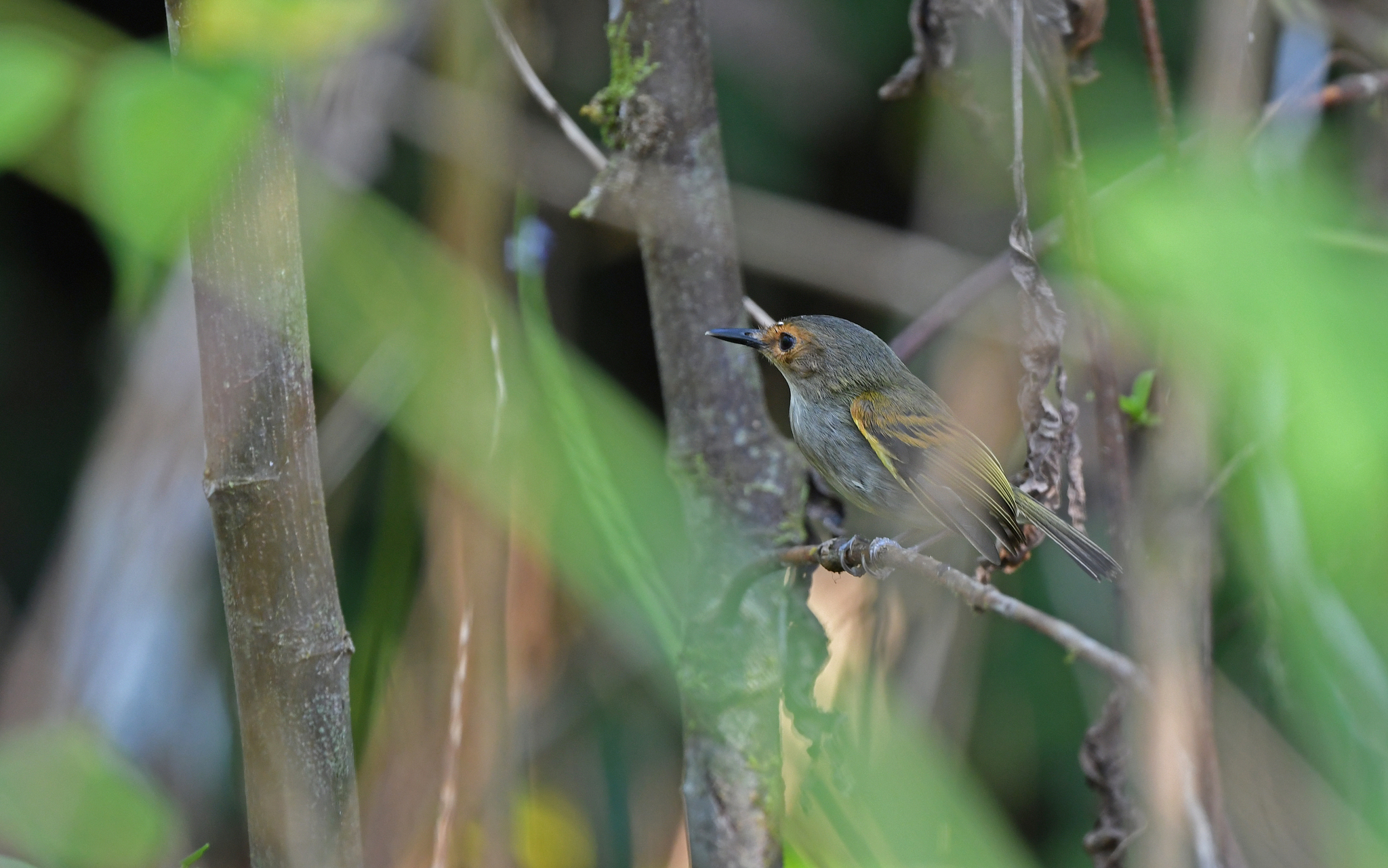 Rusty-fronted Tody-Flycatcher (Poecilotriccus latirostris), photo 8