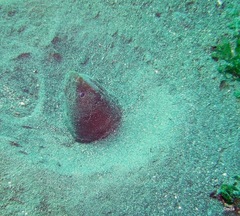 Pisodonophis cancrivorus