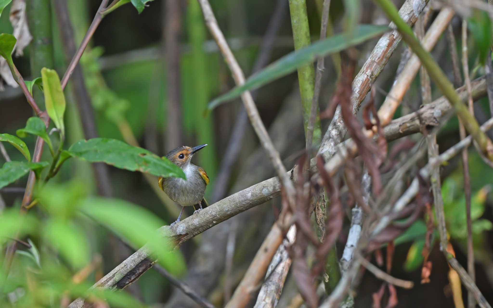 Rusty-fronted Tody-Flycatcher (Poecilotriccus latirostris), photo 9