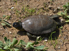 Sicilian Pond Turtle photo 3
