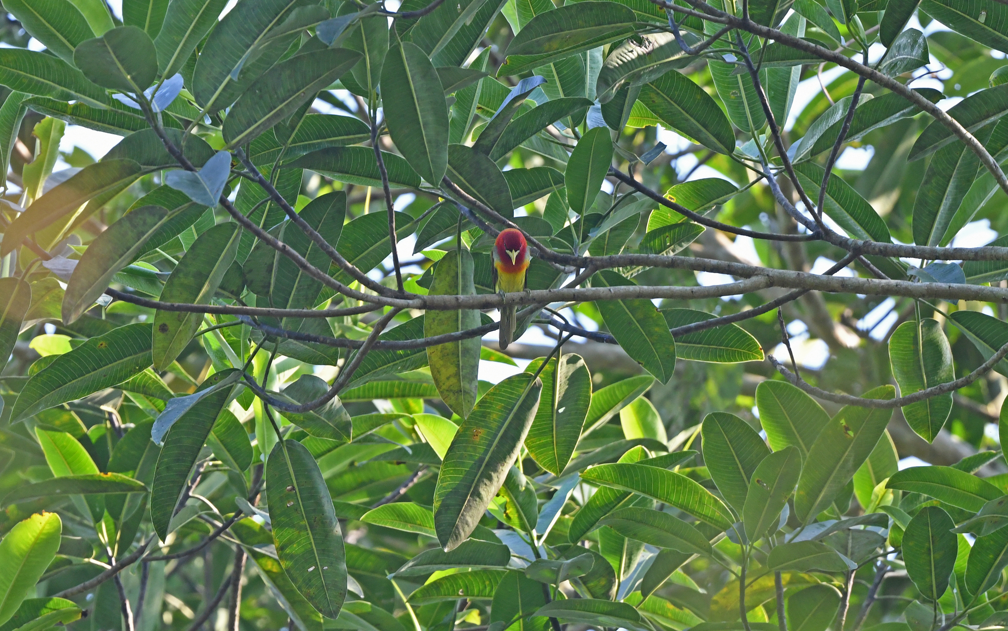 Scarlet-hooded Barbet (Eubucco tucinkae), photo 4