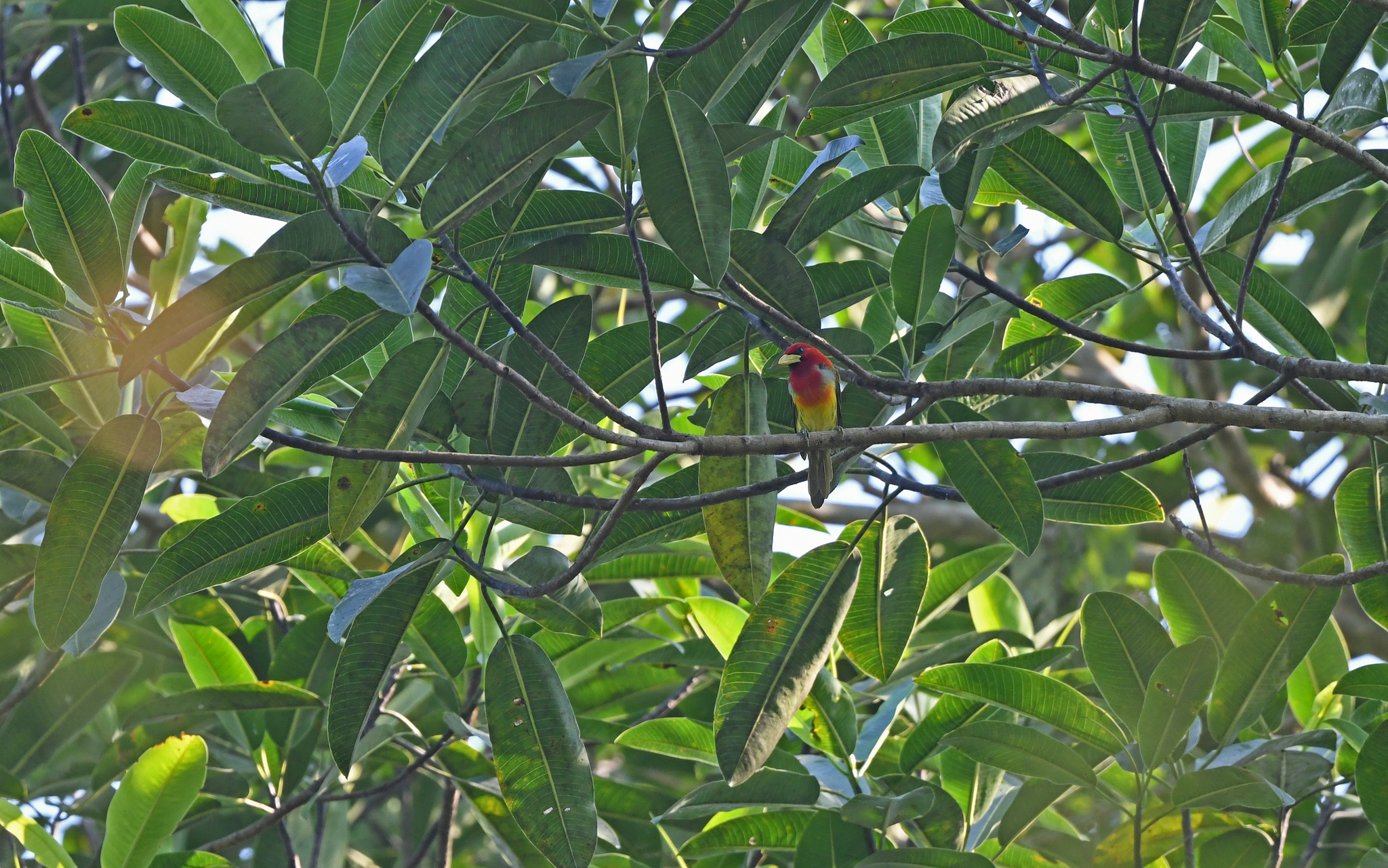 Scarlet-hooded Barbet (Eubucco tucinkae), photo 5