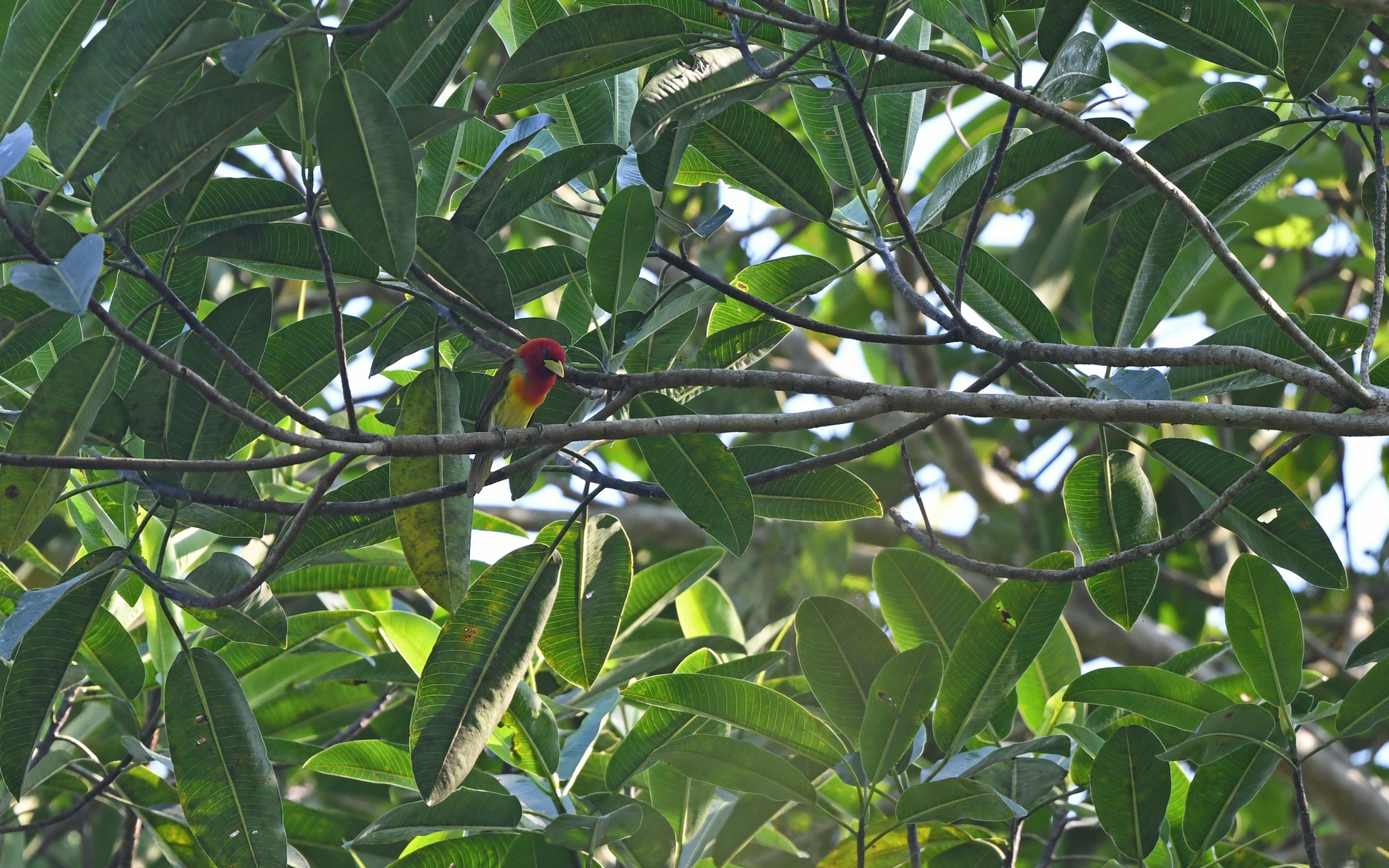 Scarlet-hooded Barbet (Eubucco tucinkae), photo 6